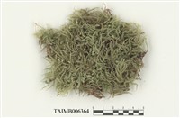 藏品(狹網美喙苔)的圖片